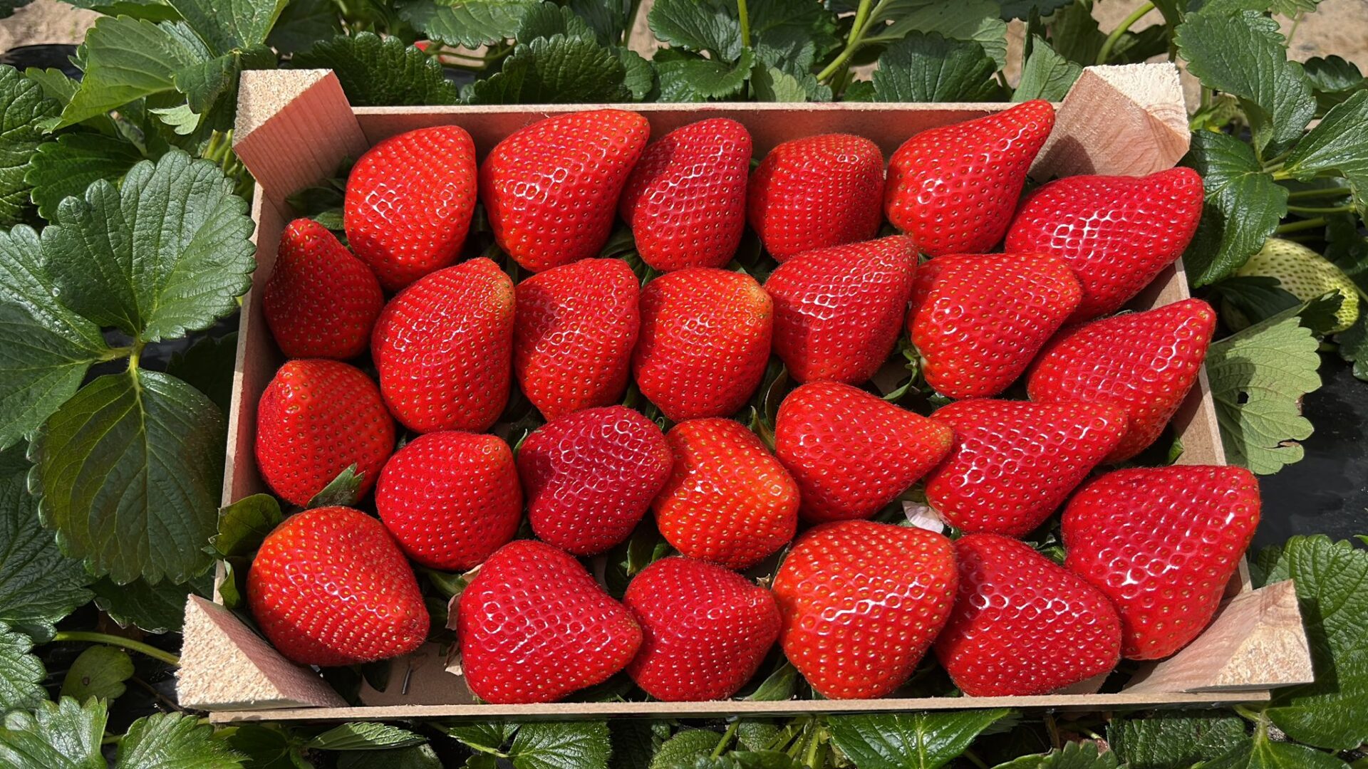 Fresas