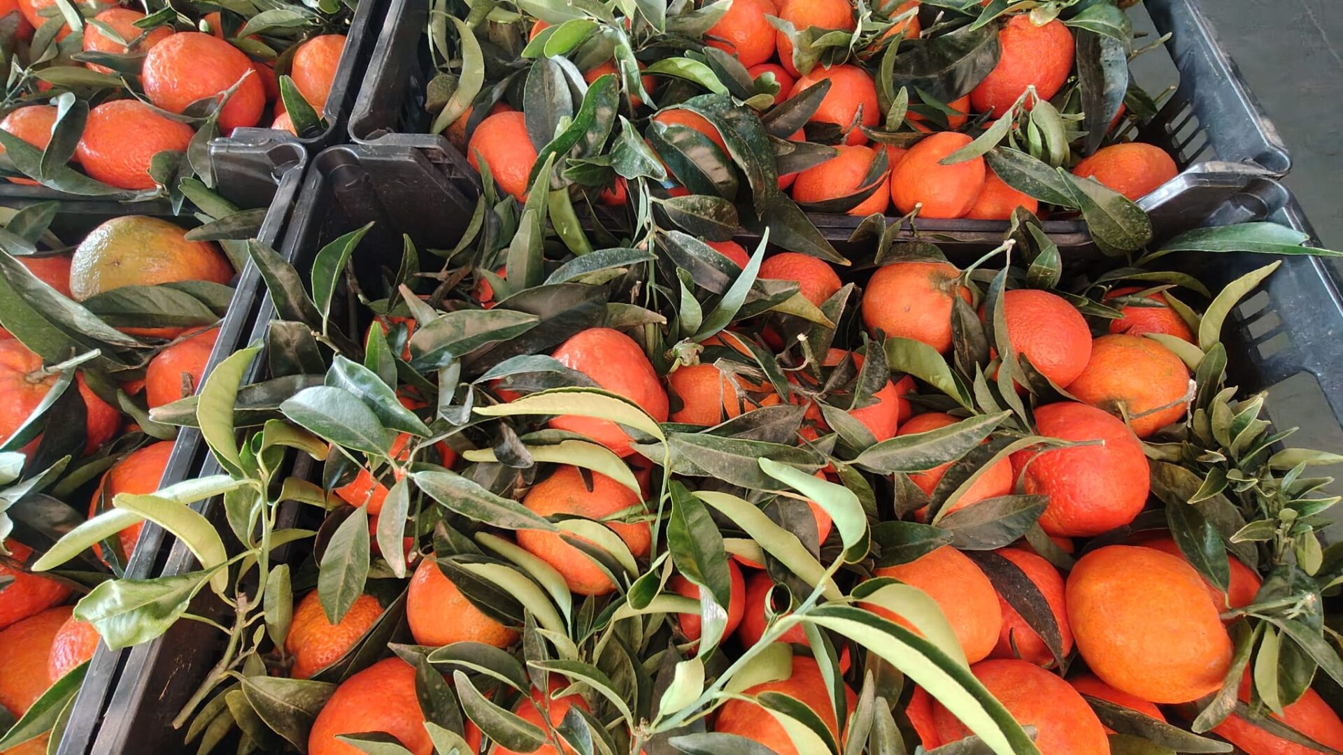 WhatsApp Image 2024-10-21 at 19.14.07